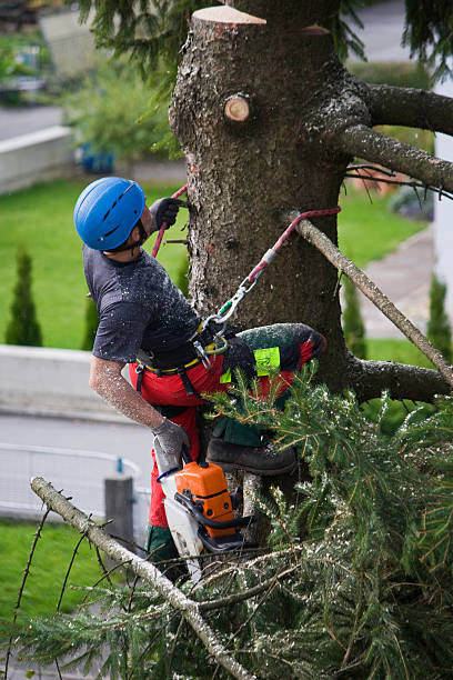 Why Choose Our Tree Removal Services in Jackson, KY?